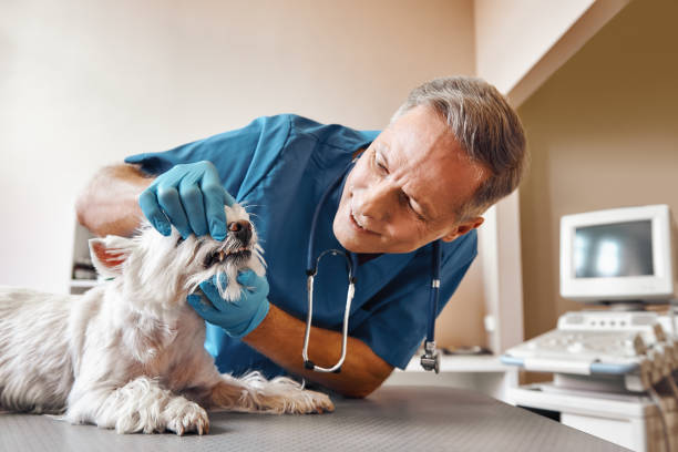 Best Emergency Dental Care for Broken or Chipped Teeth in Devon, PA